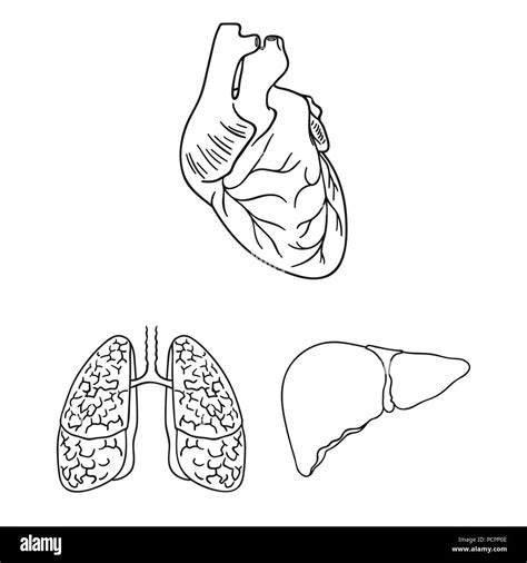 Órganos Humanos Outline Iconos En Conjunto Para El Diseño Anatomía Y