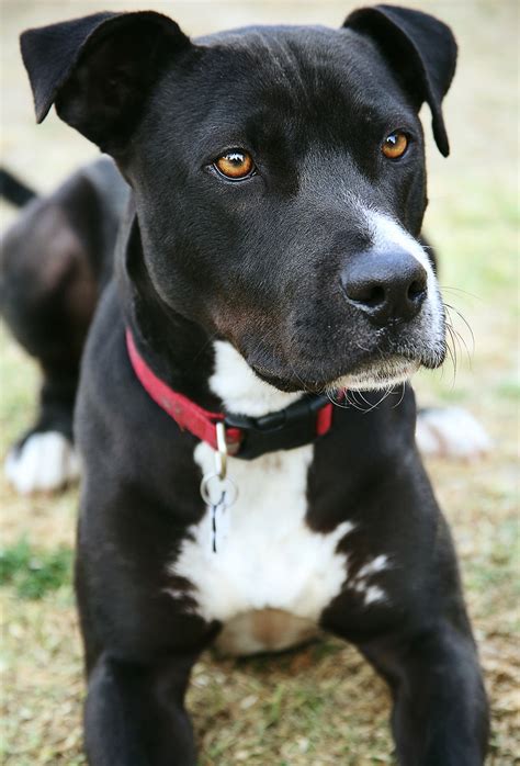 Pitbull Lab Mix When Two Different Doggy Personalities Combine