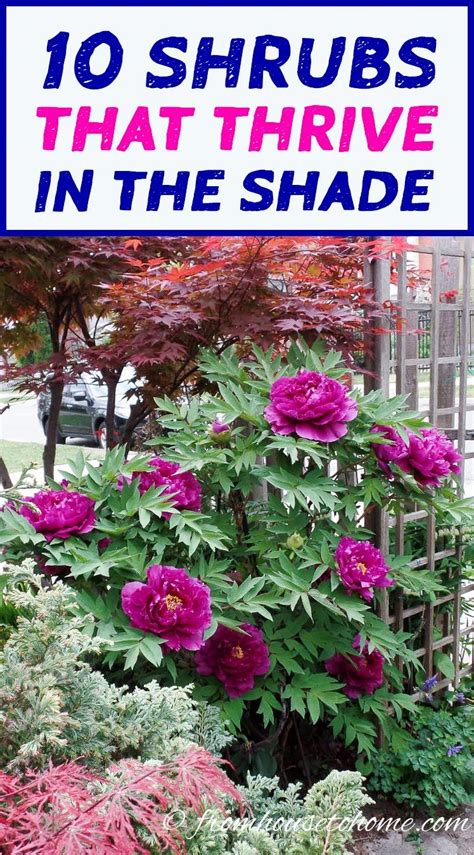 Shade Loving Shrubs The Best Bushes To Plant Under Trees Gardeners