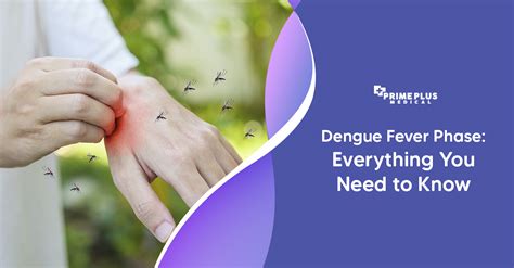 Dengue Fever Phase Everything You Need To Know Prime Plus Medical