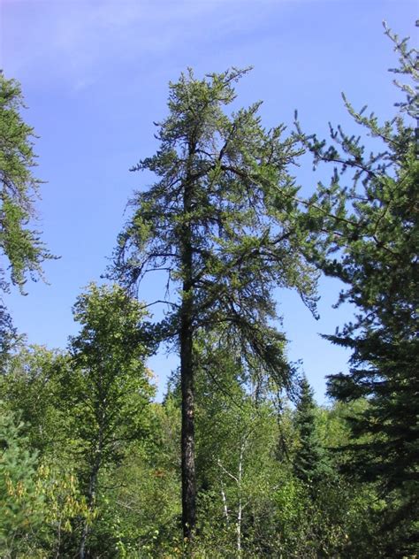 12 Most Common Types Of Pine Trees In Canada Progardentips