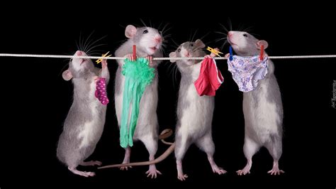 Rats Wallpapers Top Free Rats Backgrounds Wallpaperaccess