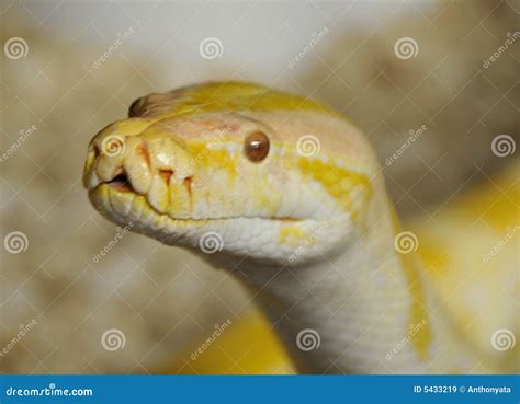 Burmese Python Snake Stock Image Image Of Snake Ophiologist 5433219
