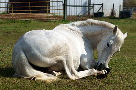 Lying Down White Horse Horse Beauty In Nature Stock Photos Pictures