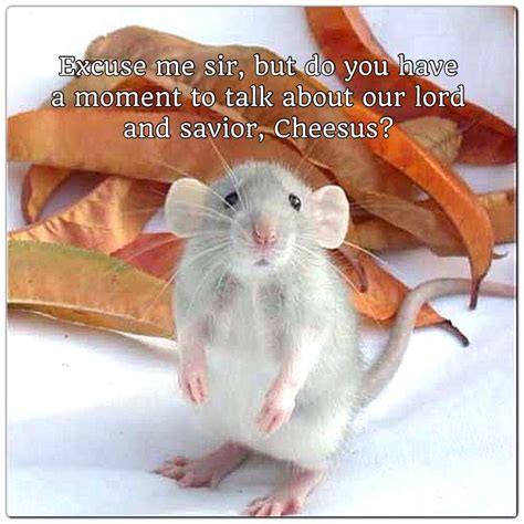 Cute Mouse Or Rat Meme Cute Animals Pet Rats Cute Rats