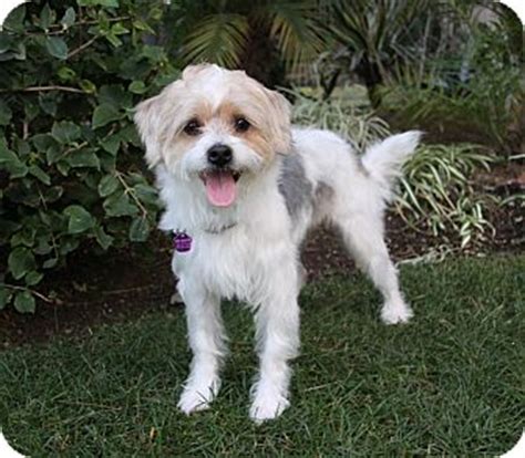 The children of adopters must be age 6 or older. PAUL | Adopted Dog | Newport Beach, CA | Jack Russell ...