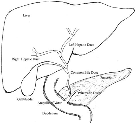 Anatomy Of The Pancreas Download Scientific Diagram