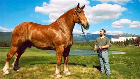 Гигант каких больше нет каким был самый высокий конь в мире Ваша