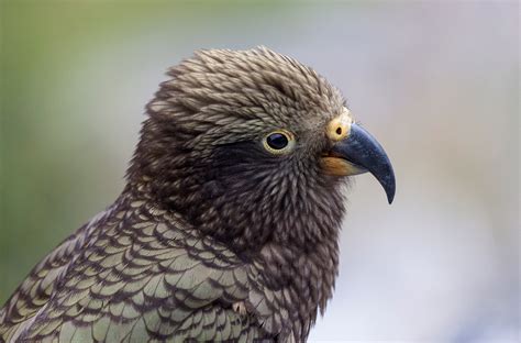 Kea World Photography Image Galleries By Aike M Voelker