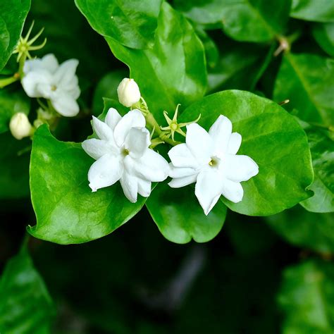 White Potted Jasmine Plant For Sale Philippine Jasmine