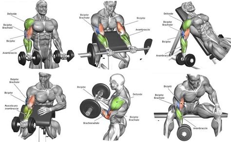 The Best Bicep Workout Program To Ensure The Biggest Biceps Best Bicep