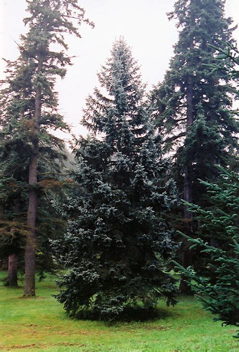 Thompsen Blue Spruce Picea Pungens Thompsen Blue In Salt Lake City