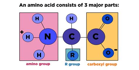 Protein Amino Acid Structure