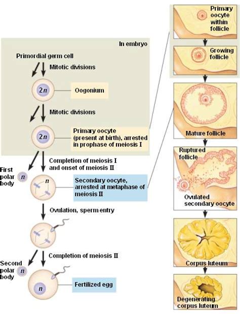 What Is Oogenesis Prenatal And Postnatal Stages Of Oogenesis