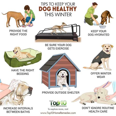 10 Things You Can Do To Protect Your Dog In The Winter Top 10 Home