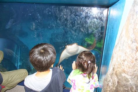 Things To See At Sea Life Aquarium In Legoland Any Tots