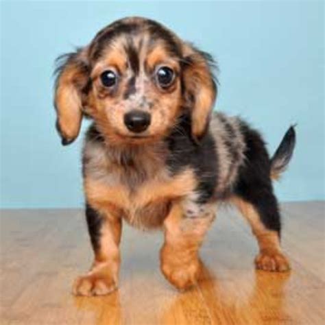 The little puppies need a lot of care especially when children are around. Chiweenie Dog Breed Information, Images, Characteristics ...