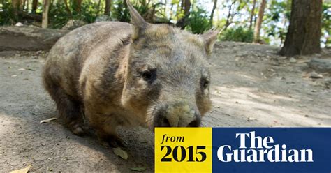 Two Of Australias Three Wombat Species Under Threat From Killer
