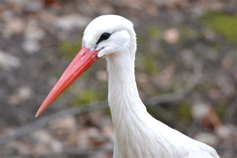 Free Images Animal Wildlife Beak Fauna Vertebrate White Stork