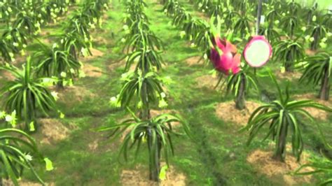 Check spelling or type a new query. Vietnam Dragon Fruit - YouTube