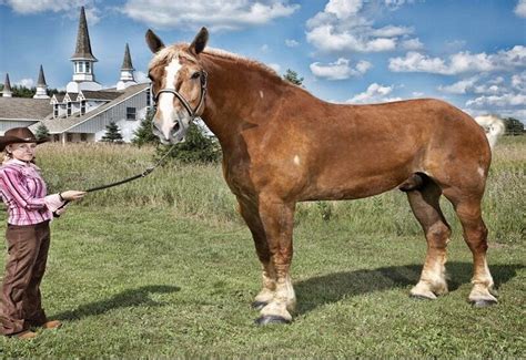 Worlds Tallest Horse Big Jake Dies Guinness World Record Was Created
