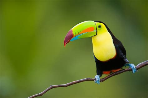 Wallpaper Minimalism Photo Picture Bird Toucan Rainbow