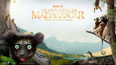 Island Of Lemurs Madagascar 2014 Madagascar Movie Madagascar Lemur