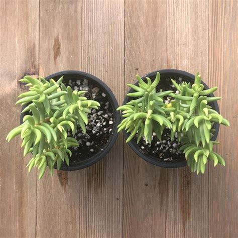Shop 4 Inch Succulents At Harddy Harddy