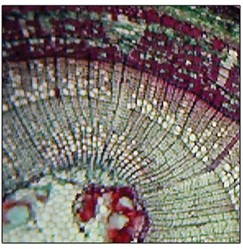 Dicot Stem Microscope Slide Tilia Americana Basswood 2 Year Stem