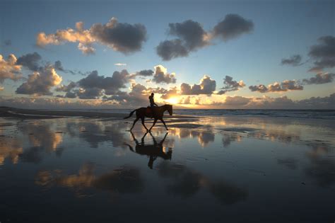 Wallpaper Sunlight Sunset Sea Shore Reflection Horse Sky Beach