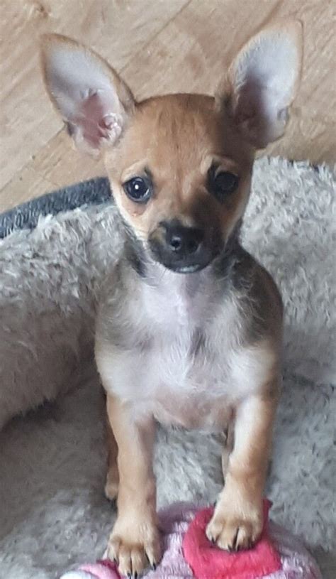 14 Week Old Male Deer Head Chihuahua Puppies For Sale £450 Each Ovno