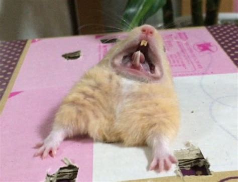 Create Meme Funny Hamster Screaming Hamster Hamster Pictures
