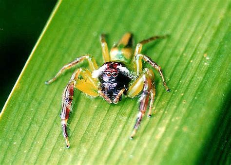 The majority of kentucky's spiders are harmless to humans, even when they enter our living environments. Green Jumping Spider - Mopsus mormon