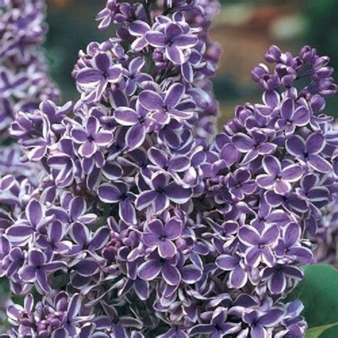 25 Purple White Lilac Seeds Tree Fragrant Hardy Perennial Flower Shrub