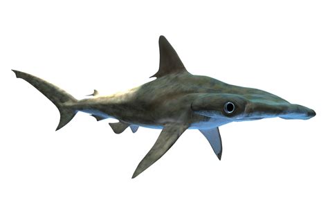 Download Shark Hammerhead Nature Royalty Free Stock Illustration