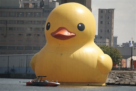 Here Is A Picture I Took Of The Giant Rubber Duck In Buffalo R