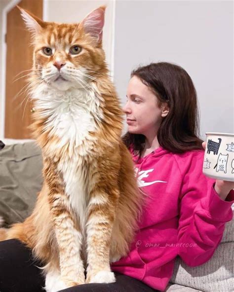 21 Red Maine Coon Cats Youll Want To Adopt