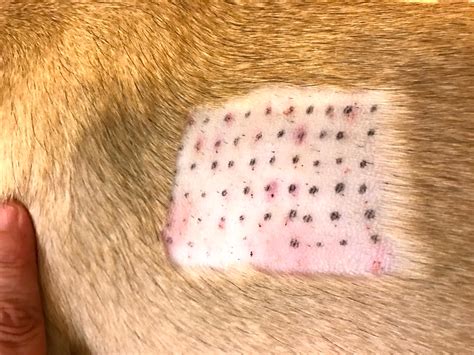 Skin Allergy On Dogs