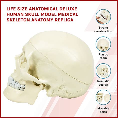 Life Size Anatomical Deluxe Human Skull Model Medical Skeleton Anatomy