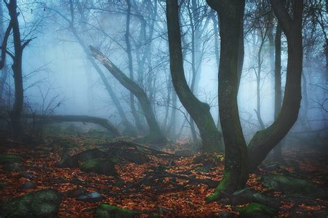 The Witchs Forest By Edinabaltas On Deviantart