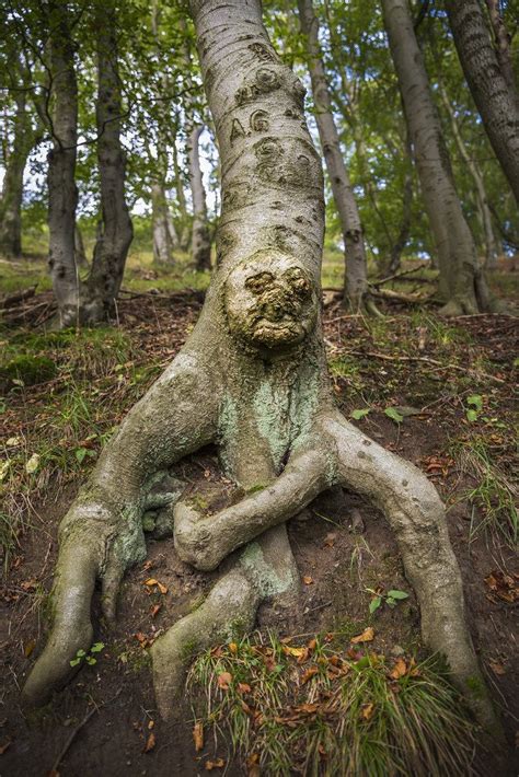 Tree Face Amazing Nature Mother Earth Mother Nature Weird Trees