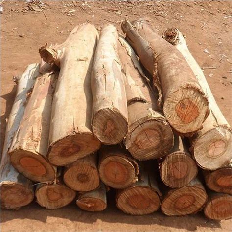 African Teak Wood At Best Price In India