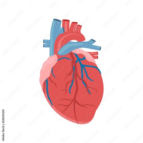 Icon Of The Human Heart Anatomy The Heart Of Man The Human Internal