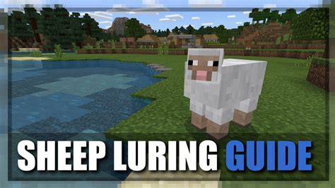 112023 20 What Attracts Sheep In Minecraft Full Guide