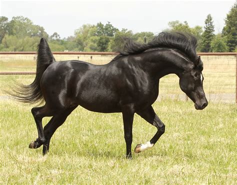 Magical Mandate Gorgeous Black Arabian Stallion Arabianhorses Black