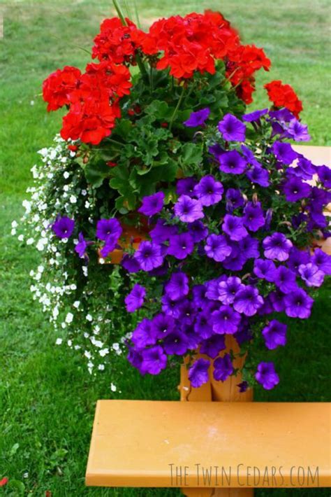 Want The Best Blooms Follow These Easy Tips For Outdoor