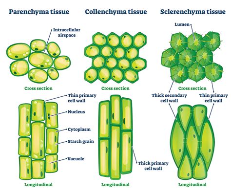 61 Plant Cells And Tissues Biology Libretexts