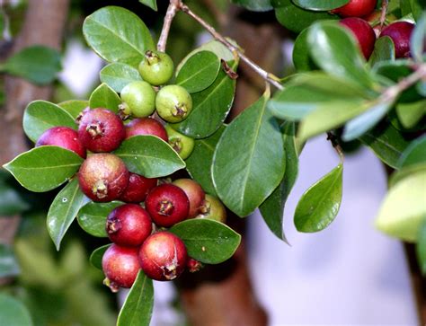 A Photo A Thought Plant Abundant Strawberry Guava