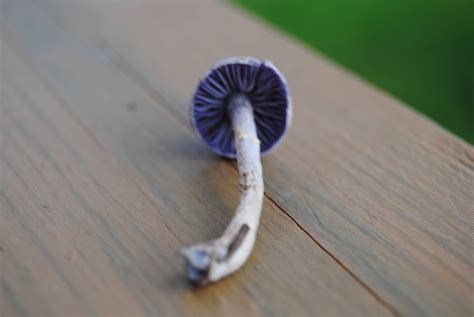 Magic Mushrooms Found In Bc Help Identifying Mushroom Hunting And
