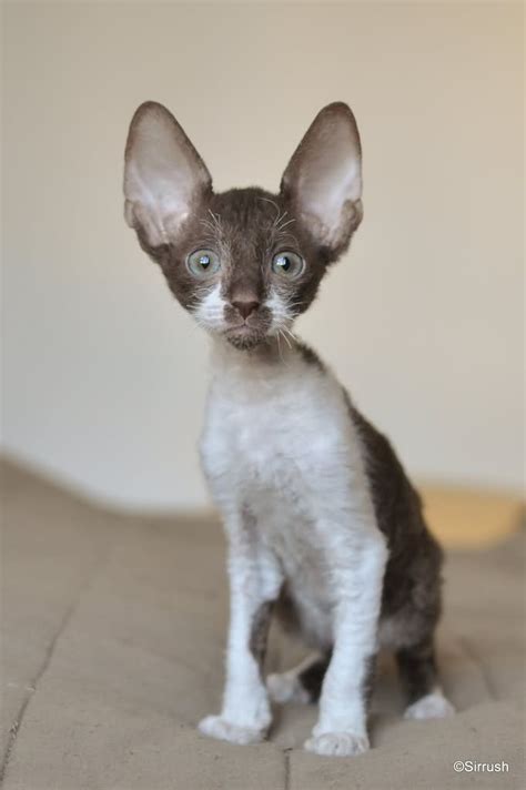 Best Images And Pictures Ideas About Cornish Rex Cat Most